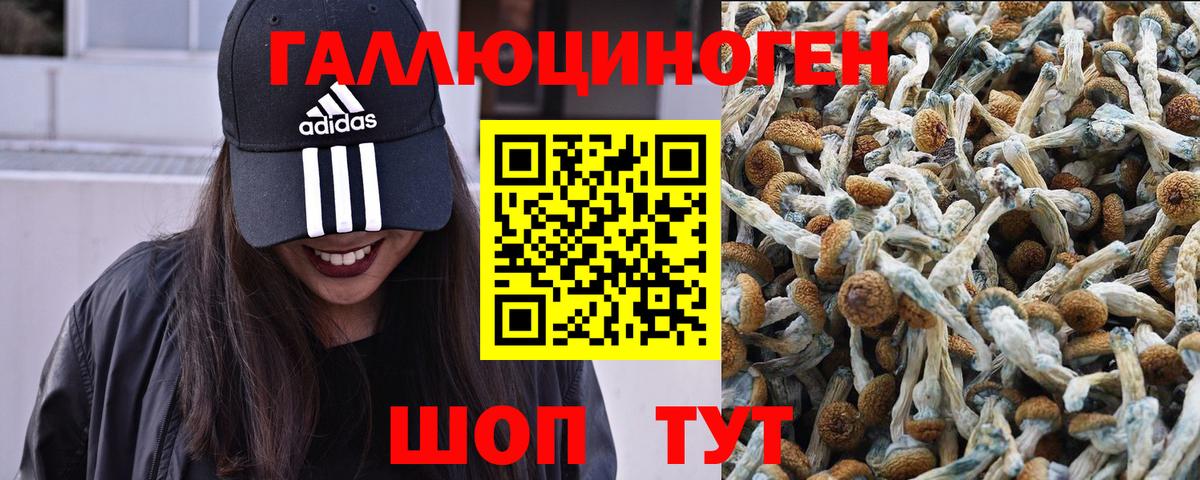 Будённовск  Псилоцибиновые грибы ЛСД  Вход с VPN 